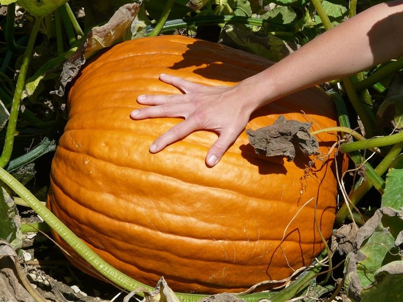 How Big Of A Pumpkin Is Needed For The Perfect Jack O Lantern